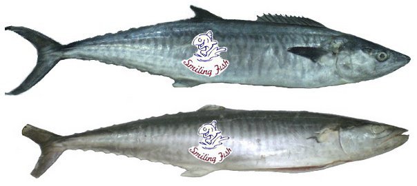 kingfish spanish mackerel wahoo