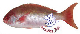 snapper scarlet snapper fillet