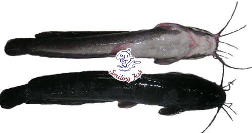 catfish1