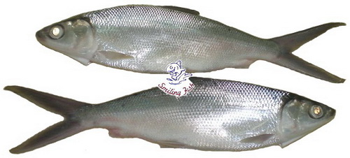 milkfish