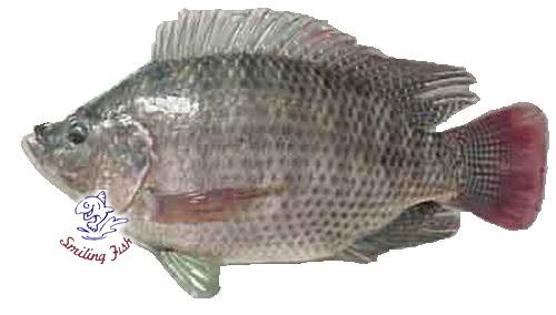 tilapia st.peterfish